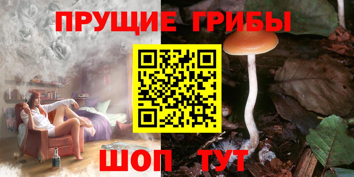 Псилоцибиновые грибы Psilocybine cubensis Владимир